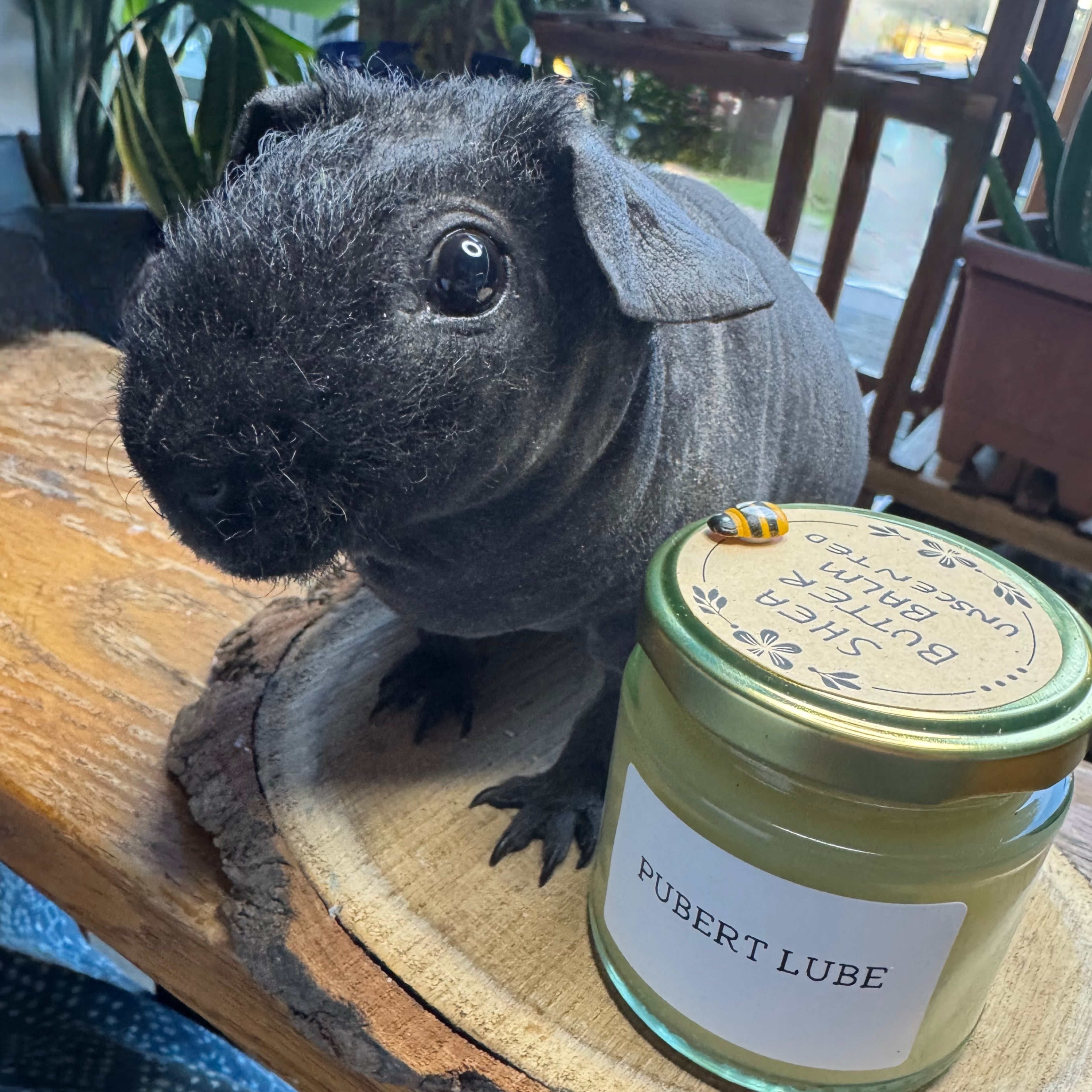 Pubert Lube AKA Unscented Shea Butter Balm